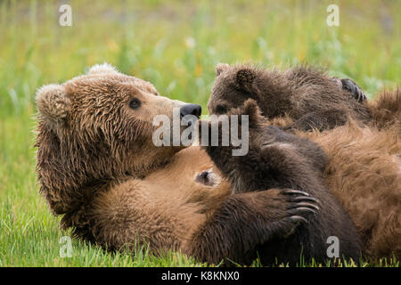 Orso bruno in modo nursing gemelli close up Foto Stock