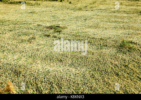 Verde e immaturi giallo spighe mature di segale, giacente sul terreno dopo l'ultimo temporale con il vento. fotografia di close-up nella stagione estiva su un su Foto Stock