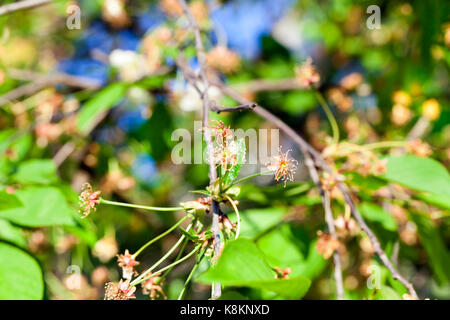 Un albero ciliegio dopo la fioritura. foto di un close-up della infiorescenza, su cui petali di colore bianco sono caduti. piccole profondità di campo. l'albero cresce in th Foto Stock