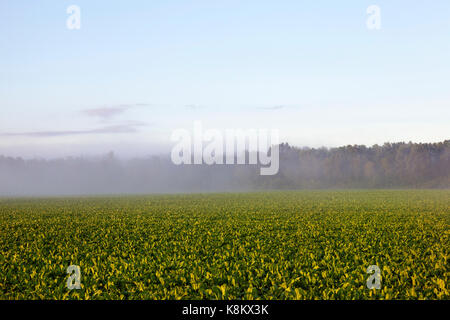 Campo agricolo nei pressi della foresta, dove il verde delle foglie barbabietola cresce il paesaggio estivo al mattino durante una nebbia. visibilità scarsa a causa di foschia Foto Stock