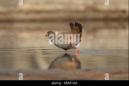 Nero-tailed native-hen, tribonyx ventralis, alla ricerca di acqua per la produzione di alimenti a un outback laguna in western queensland Foto Stock