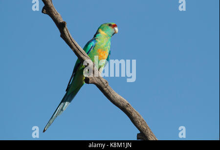 Anello-colli, Parrot barnardius zonarius, appollaiato su un ramo con cielo blu di sfondo e copiare lo spazio in outback western queensland Foto Stock