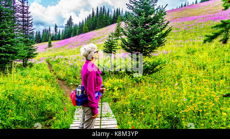 Senior donna escursioni attraverso i prati alpini coperti in rosa fireweed fiori selvatici in alta montagna vicino al villaggio di sun picchi, in shuswap highl Foto Stock