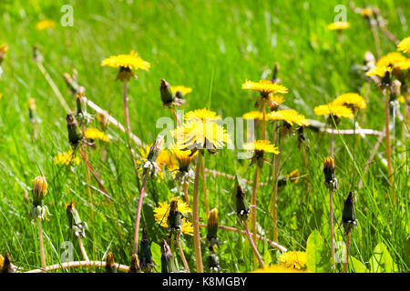 Il tarassaco giallo in un pomeriggio soleggiato. Parte del fiore è chiuso e ha cominciato a girare bianchi. fotografia di close-up in primavera Foto Stock