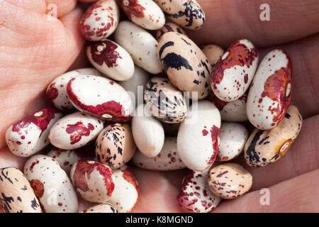 Chicchi colorati in mano durante la semina il raccolto. fotografia di close-up. fagioli bianchi con macchie di scuro e colori rosso Foto Stock
