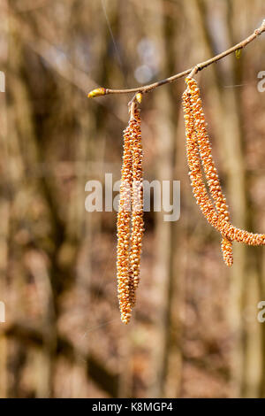 Quattro orecchini arancione sui rami di betulla durante la fioritura. fotografia di close-up in primavera. giornata soleggiata, la struttura ad albero è illuminata dalla luce del sole Foto Stock