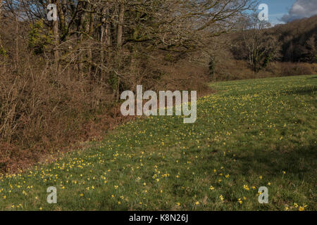 I narcisi selvatici, Narcissus pseudonarcissus in primavera nella valle di Dart, Dartmoor Devon Foto Stock