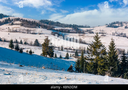 Abete rosso sulla collina rurale in inverno. bei paesaggi della campagna montuosa Foto Stock