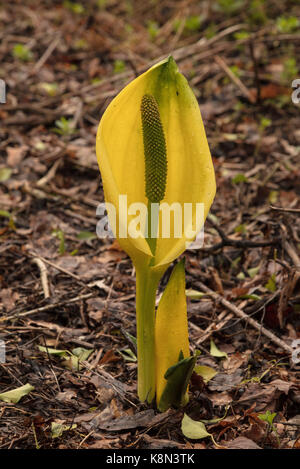 Giallo Skunk cavolo, Lysichiton americanus, nel bosco umido, Devon. Foto Stock