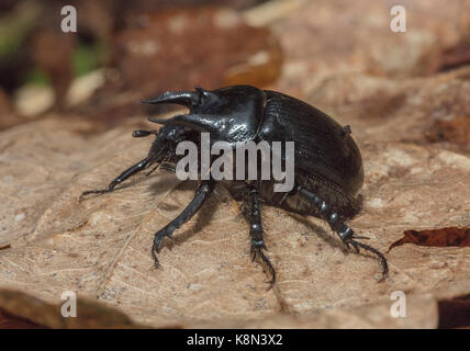 Minotauro maschio Beetle, Typhaeus typhoeus in primavera, Dartmoor. Foto Stock