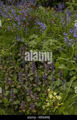 Common bugle, Ajuga reptans, in fiore in primavera con primule, ibrido spagnolo Bluebell, etc nel giardino della fauna selvatica. Il Dorset. Foto Stock