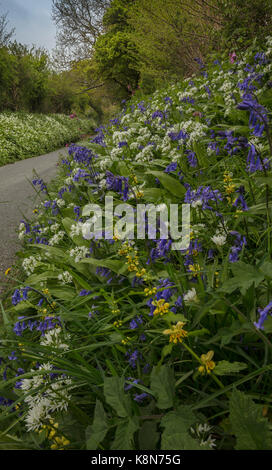 Bella strada fiorita orlo in primavera con bluebells, aglio selvatico ecc vicino Powerstock, Dorset Foto Stock