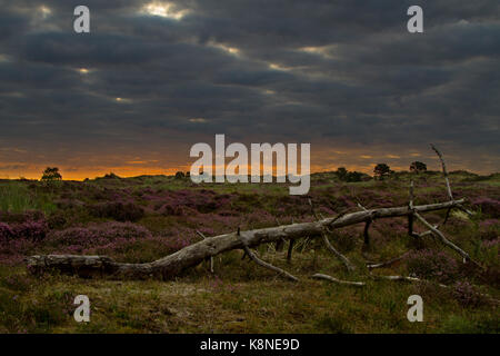 Caduto albero di pino su una brughiera di sunrise Foto Stock