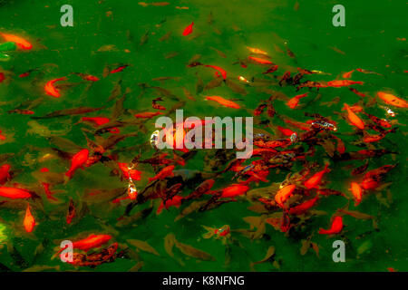 Un gruppo di carpe o goldfish vicino alla superficie di un chiaro stagno di acqua Foto Stock