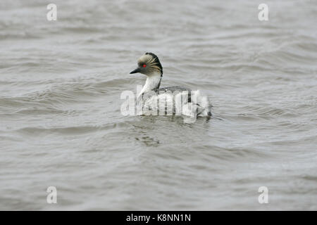 Svasso argenteo Podiceps occipitalis Sea Lion Island Isole Falkland Foto Stock