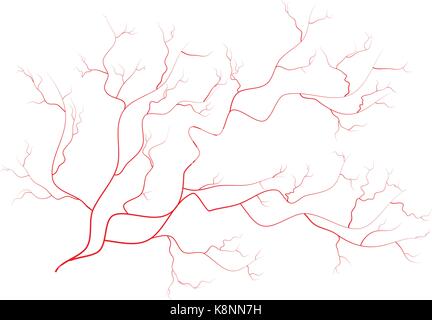 Occhio vene, rosso umano vasi sanguigni, sistema sanguigno. Illustrazione di vettore isolato su sfondo bianco Illustrazione Vettoriale