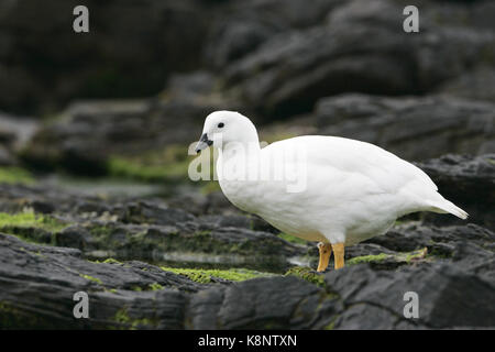 Kelp goose Chloephaga hybrida alimentazione maschio tra le rocce costiere Isole Falkland Foto Stock