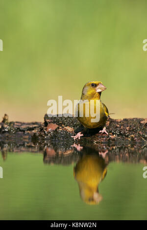 Unione verdone Carduelis chloris maschio a bere piscina vicino Tiszaalpar Ungheria Foto Stock