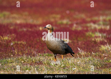 Ruddy-headed goose Chloephaga rubidiceps adulto su pascoli Saunders Island Isole Falkland Foto Stock