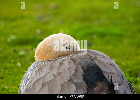 Ruddy-headed goose Chloephaga rubidiceps appoggio più deprimente Island Isole Falkland Foto Stock