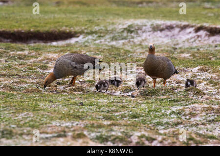 Oca montane Chloephaga picta leucoptera coppia con goslings sui prati vicino a King penguin colonia di allevamento Volunteer Point Isole Falkland novembre 2 Foto Stock