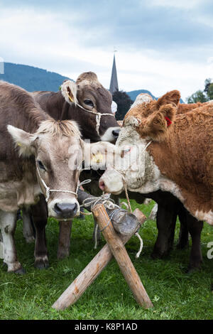 Mucche alpine in Pfronten, Allgau, Bawaria, Germania Foto Stock