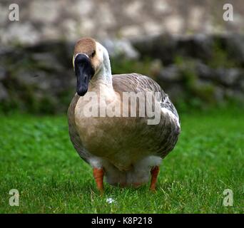 Oche bianche domestiche e oca selvatica (gallo di grigiolo) al lago di garda, italia, anser anser su un prato, piume bianche e grigie, guardare gli animali Foto Stock