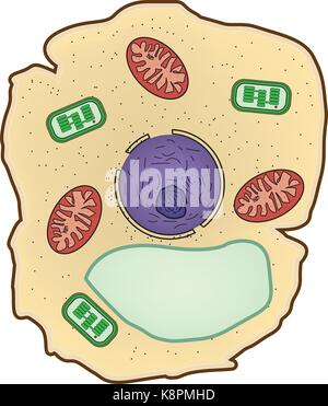 Illustrazione Vettoriale della cellula vegetale struttura, anatomia di cella. Illustrazione Vettoriale