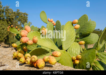 In prossimità della maturazione dei frutti di cactus con aghi pungenti e succulente spessa foglie verdi Foto Stock