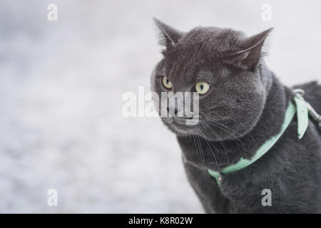 Ritratto di sorpresa il russo gatto blu per esterno Foto Stock