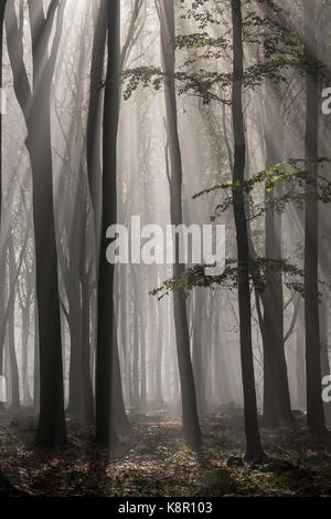 Comune di faggio (Fagus sylvatica) habitat boschivo, alla luce del sole lo streaming attraverso la nebbia di sunrise in king's legno, challock, North Downs, kent, Inghilterra, octo Foto Stock