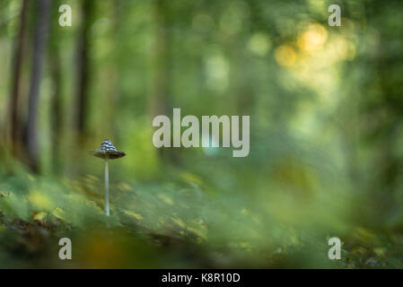 Gazza fungo (coprinus picaceus) corpo fruttifero, cresce nei boschi, North Downs, kent, Inghilterra, ottobre Foto Stock