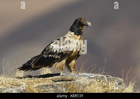 Immaturo del gipeto i(Gypaetus barbatus), gigante del castello del parco nazionale, kwazulu-natal, sud africa Foto Stock