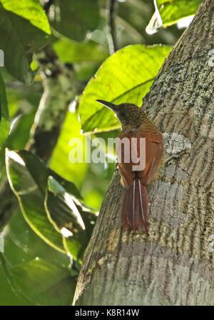 Bloccate amazzonica woodcreeper (dendrocolaptes certhia certhia) adulto aggrappandosi al tronco di albero cano carbonio, inirida, Columbia novembre Foto Stock