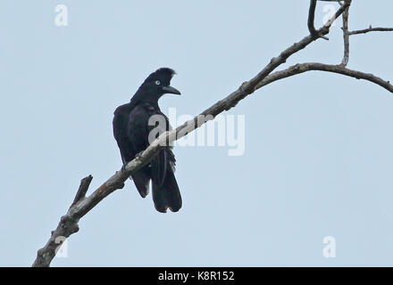 Umbrellabird amazzonica (cephalopterus ornatus) adulto appollaiato sul ramo morto inirida, Columbia novembre Foto Stock