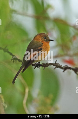 Cinnanom flycatcher (pyrrhomyias cinnamomeus pyrrhopterus) adulto appollaiato sul filo spinato monte Redondo, colombia novembre Foto Stock