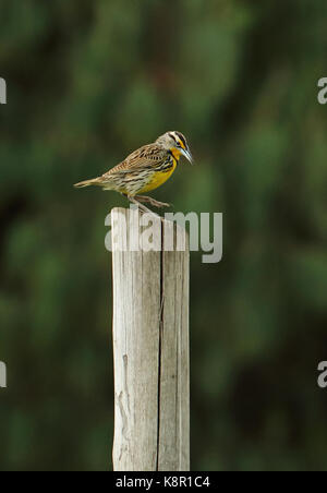 Orientale (meadowlark sturnella magna) permanente degli adulti per il post di Bogotà, Colombia novembre Foto Stock