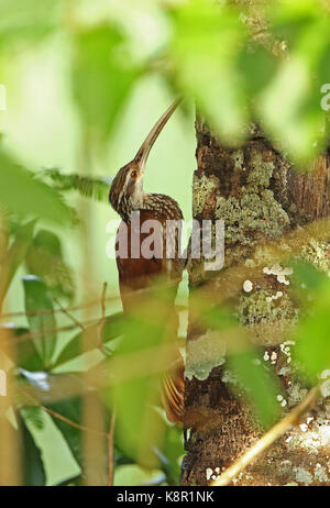 A lungo fatturati woodcreeper (nasica longirostris) adulto aggrappandosi al tronco di albero a san jose del guaviare, colombia novembre Foto Stock