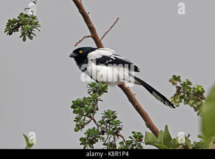 Gazza tanager (cissopis leverianus leverianus) adulto arroccato su ramoscello Bogotà, Colombia novembre Foto Stock