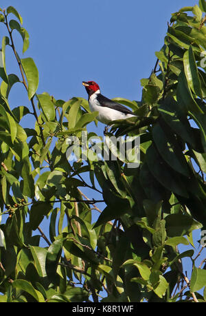 Red-capped cardinale (paroaria gularis gularis) adulto Alimentazione nel tree top inirida; colombia novembre Foto Stock