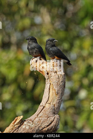 Swallow-winged puffbird (chelidoptera tenebrosa tenebrosa) coppia arroccato su albero morto sabonita, inirida, colombia novembre Foto Stock