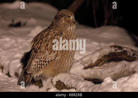 Blakiston's fish-owl (bubo blakistoni blakistoni) adulto appollaiato sul ramo yoroushi, Hokkaido, Giappone marzo Foto Stock