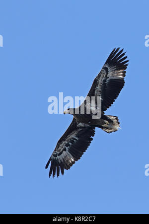 Steller mare-eagle (Haliaeetus pelagicus) immaturo in volo rausu, Hokkaido, Giappone marzo Foto Stock