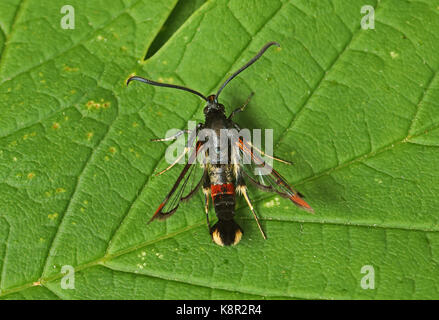 Rosso-punta (clearwing synanthedon formicaeformis) adulto in appoggio sulla lamina eccles-on-Sea, norfolk può Foto Stock