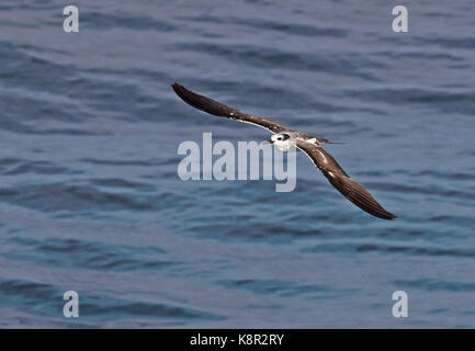 Imbrigliati tern (onychoprion anaethetus anaethetus) immaturo in volo Isola di Natale, AUSTRALIA LUGLIO Foto Stock