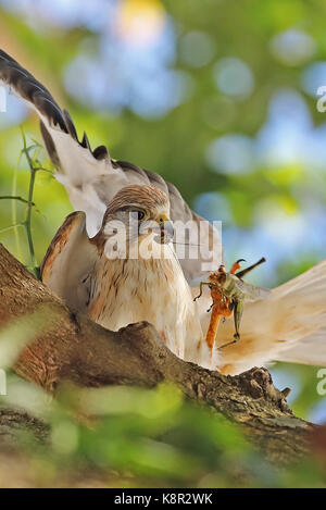 Nankeen gheppio (Falco cenchroides cenchroides) adulto coppia corteggiamento alimentazione isola natale, AUSTRALIA LUGLIO Foto Stock