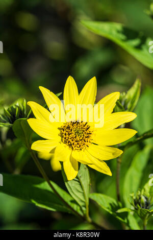 Fiore da un Helianthus 'Lemon Queen d' impianto, un perenne girasole, all'inizio dell'Autunno nel West Sussex, in Inghilterra, Regno Unito. Piccolo giallo girasole. Foto Stock