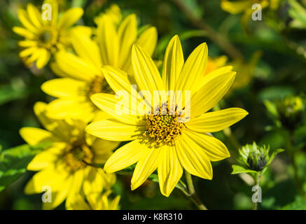 Fiori di una pianta Helianthus 'Lemon Queen', un girasole perenne, all'inizio dell'autunno nel Sussex occidentale, Inghilterra, Regno Unito. Primo piano di fiori gialli. Foto Stock