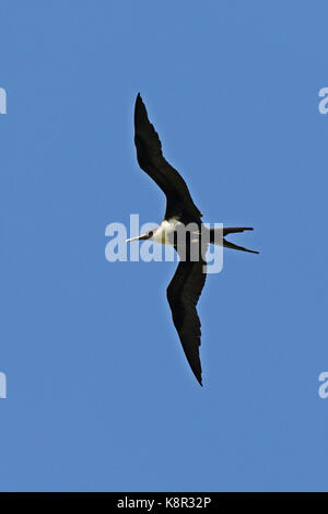 Lesser frigatebird (fregata ariel ariel) femmina in volo Isola di Natale, AUSTRALIA LUGLIO Foto Stock