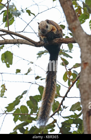 Gigante nero scoiattolo (ratufa bicolor bicolore) adulto sul ramo con bastoncino in bocca bali barat np, Bali, Indonesia luglio Foto Stock